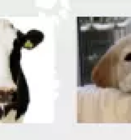 Dober veterinar gorenjska