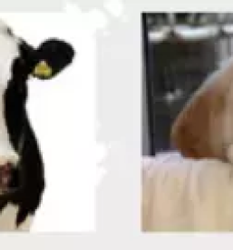 Zdravljenje malih zivali gorenjska