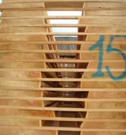 Sibirski macesen v sloveniji