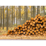 Posek in spravilo lesa Peter Bečaj s.p.
