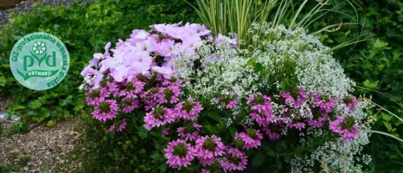 Najlepše balkonsko cvetje in enoletnice najdete pri nas