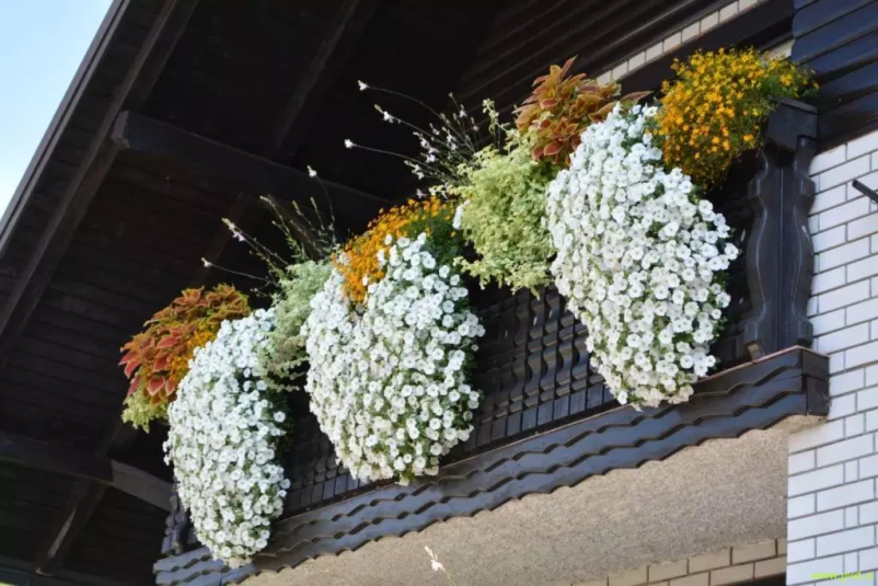 Ugodno balkonsko cvetje in enoletnice 