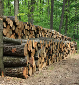 Ugodno spravilo lesa osrednja slovenija