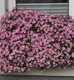 Urbano vrtičkanje slovenija