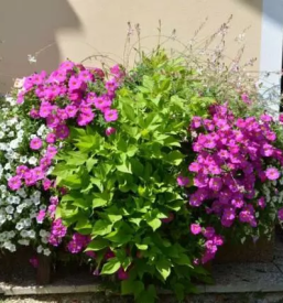 Urbano vrtnarjenje Slovenija