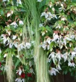 Urejanje urbanih vrtov Slovenija