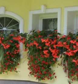 Lepe balkonske zasaditve slovenija