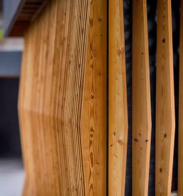 Sibirski macesen v sloveniji