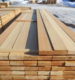 Ugoden sibirski macesen slovenija