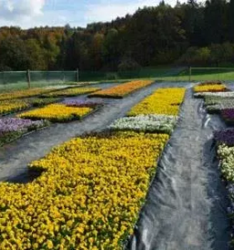 Zelena arhitektura Slovenija