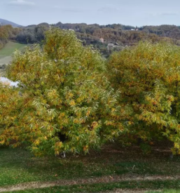 Dostava sadja in zelenjave slovenija