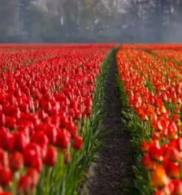 Kvalitetna organska gnojila slovenija