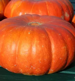 Kvalitetno bucno olje pomurje