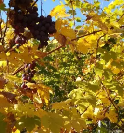 Veleprodaja in dostava sadja po sloveniji