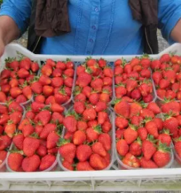 Veleprodaja in dostava zelenjave po sloveniji