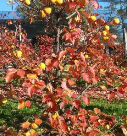 Veleprodaja in dostava zelenjave po sloveniji