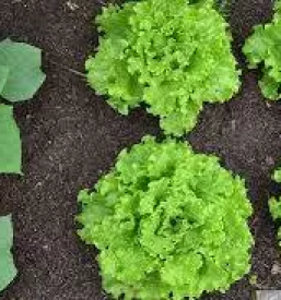 Zemlja za direktno presajanje roz slovenija