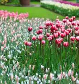 Zemlja za visoke grede in vrtove