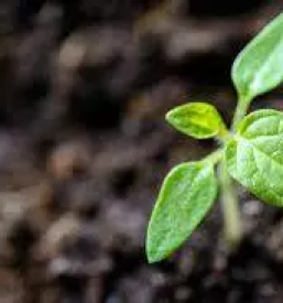 Zemlja za visoke grede in vrtove