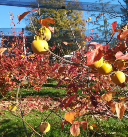 Dostava sadja posavje