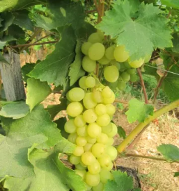 Dostava sadja slovenija