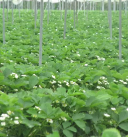 Dostava slovenskega sadja posavje