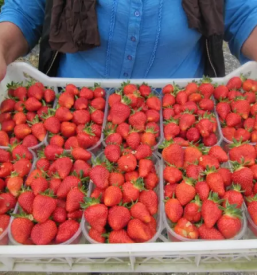 Dostava zelenjave posavje