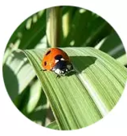 Individualna psihodiagnostika in psihoterapija celje