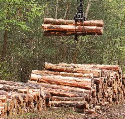 Odkup lesa Dolenjska 