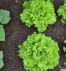 Organska gnojila osrednja slovenija