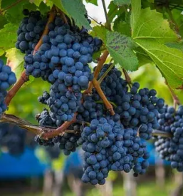 Degustacija vin in suhomesnati izdelki savinjska