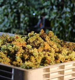 Degustacija vin in suhomesnati izdelki savinjska