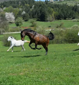 Dobra domacija v sloveniji