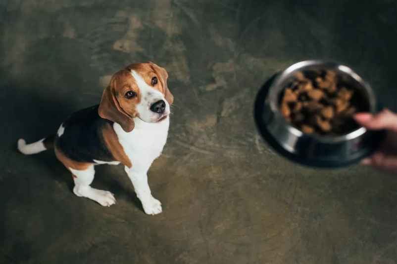 Online prodaja brezglutenske hrane za pse Slovenija