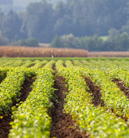 Trsne cepljenke Dolenjska