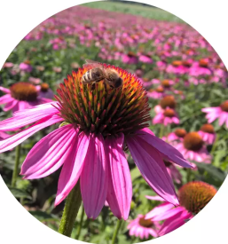 Ameriski slamnik za otroke