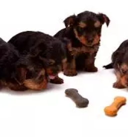 Kvalitetna hrana za pse in mačke Slovenija