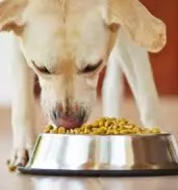 Hrana za pse in mačke brez glutena Slovenija