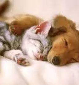 Hrana za pse brez glutena Slovenija