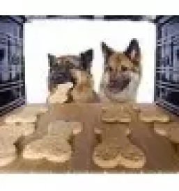 Hrana za pse in mačke Slovenija, Evropa