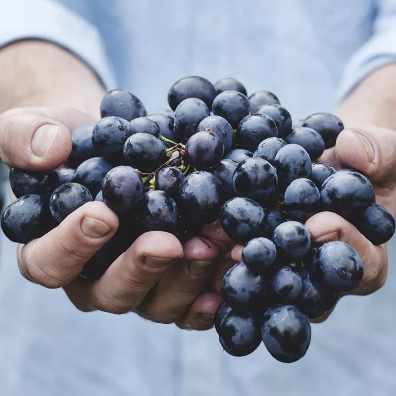 Najboljši cviček Dolenjska