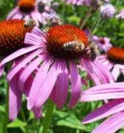 Sirup ameriski slamnik slovenija