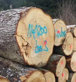 Kvalitetne gozdarske storitve podravska