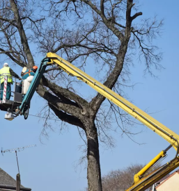Ugodno obrezovanje dreves Ljubljana
