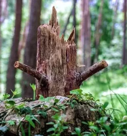 Obrezovanje visokih dreves Ljubljana in okolica