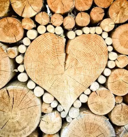 Posek in spravilo lesa ljubljana