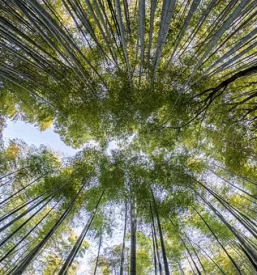 Posek in spravilo lesa Dolenjska