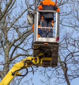 Ugodno vzdrževanje okolice Osrednja Slovenija