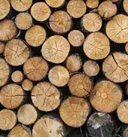 Odkup in prodaja lesa hlodovine koroska