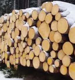 Odkup in prodaja lesa hlodovine koroska